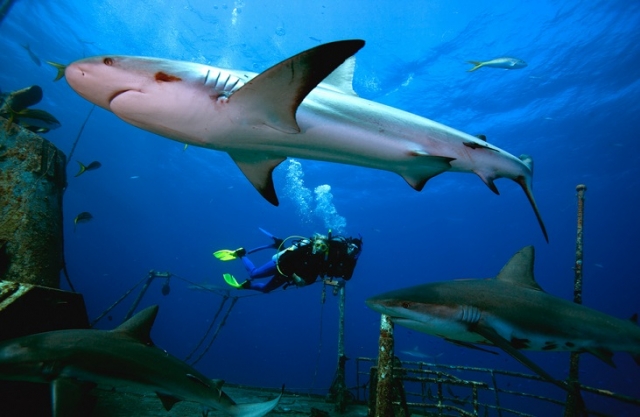  diving with sharks 
